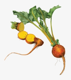 Yellow-beets - Yellow Beet Png, Transparent Png, Free Download