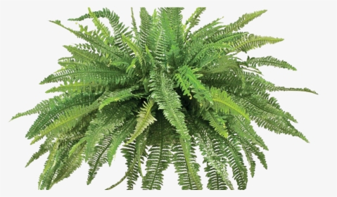 Ferns Png, Transparent Png, Free Download