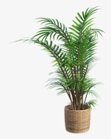 A Fern In A Basket How To Grow Ferns - Driftwood Yarn Wall Hanging, HD Png Download, Free Download
