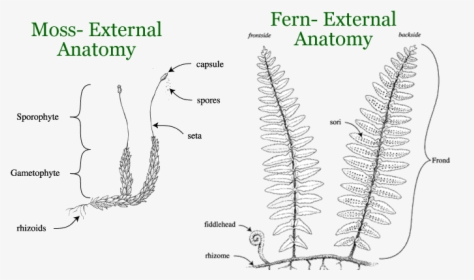 Ferns, Mosses, Horsetails - Filicinophyta Structure, HD Png Download, Free Download