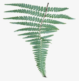 - - /previews/010-fern4 - Medium - Jpeg - Fern, HD Png Download, Free Download