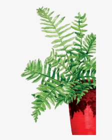 Fern In The Red Pot - Fern, HD Png Download, Free Download