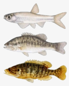 3 Pictures Of Fishes - Fallout New Vegas Fish, HD Png Download, Free Download