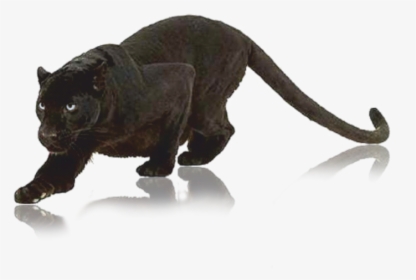 Pantera Nera Png - Black Panther Animal Png, Transparent Png, Free Download
