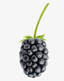 Blackberry Fruit Png Pic - Blackberry Fruit, Transparent Png, Free Download