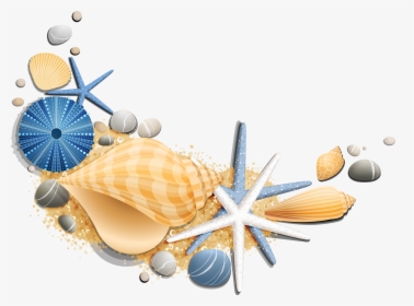Sea Shells Clip Art, HD Png Download, Free Download