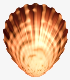 Seashell Png Image Transparent - Seashell, Png Download, Free Download