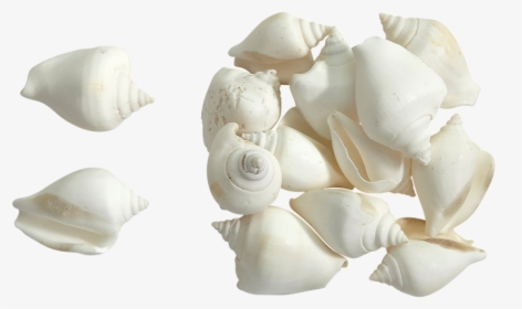 Canarium White Seashells 2 - White Seashells Png, Transparent Png, Free Download