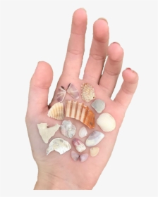 Shell, HD Png Download, Free Download