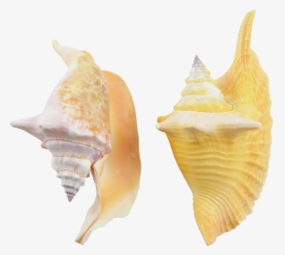 Rooster Conch Decorative Shell Seashells 4-6 - Shell, HD Png Download, Free Download