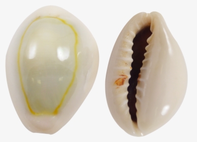 Ring Top Cowrie Shells - Ring Top Cowrie, HD Png Download, Free Download