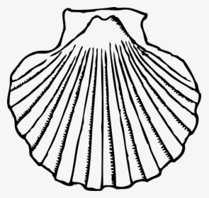 Seashell Shells Transparent Image Clipart - Shell Clipart Black And White, HD Png Download, Free Download