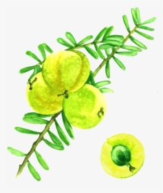 Amla Berries - Phyllanthus Emblica Painting, HD Png Download, Free Download