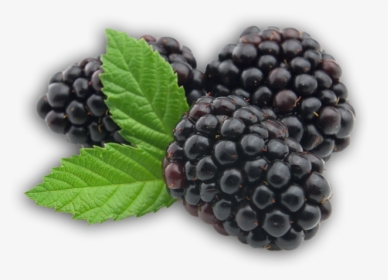 Blackberry Png - Blackberry Fruit Transparent, Png Download, Free Download