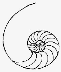 Drawing Shell Easy - Simple Line Art Design, HD Png Download, Free Download
