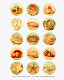 Seashells Digital Collage Sheet, HD Png Download, Free Download