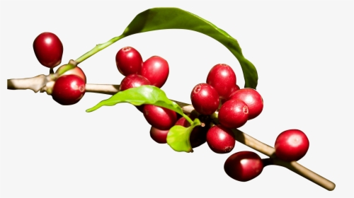 Coffee Bean Red Png, Transparent Png, Free Download