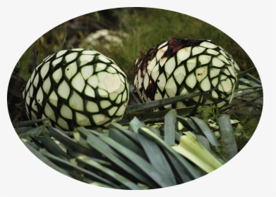 Transparent Agave Plant Png - Houseplant, Png Download, Free Download