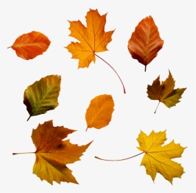 Fall Foliage Png Transparent Image - All The Leaves In The World, Png Download, Free Download