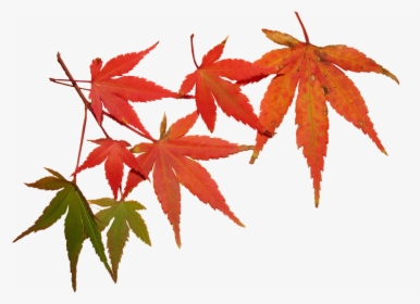 Leaves, Autumn, Tree, Maple, Seasonal, Foliage - Feuilles Automnes, HD Png Download, Free Download