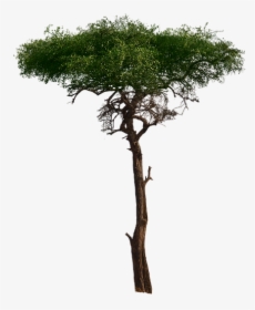 Tree, Aesthetic, Foliage, Burkea Africana, African - African Tree Png, Transparent Png, Free Download