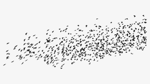 Birds, Silhouette, Animals, Flying, Migrating - Birds Silhouette Flying, HD Png Download, Free Download