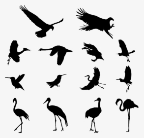 Various Birds Silhouettes 01 Png - Crane Bird Vector Free, Transparent Png, Free Download