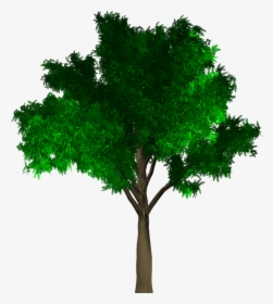 Tree, Isolated, Leaf, Green, Foliage, Branch, Ecology - आंतरराष्ट्रीय योग दिवस मराठी माहिती, HD Png Download, Free Download