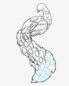 How To Draw Peacock - Peacock Drawings, HD Png Download, Free Download