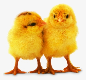Transparent Live Chicken Png - Baby Chicks Png, Png Download, Free Download