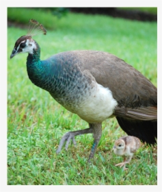 Child Peacocks, HD Png Download, Free Download