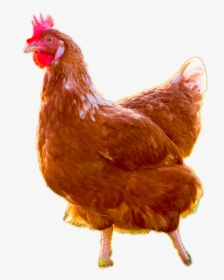 Brown Chicken Transparent Images - Chicken Live Transparent Background, HD Png Download, Free Download