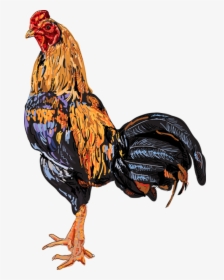 Quality Clip Art Of Animals That Live On A Farm - Thai Rooster Color Vector, HD Png Download, Free Download