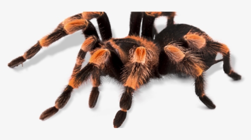 Tarantula No Background, HD Png Download, Free Download