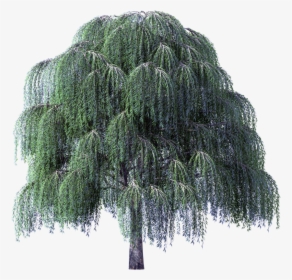Willow Png - Weeping Willow Tree Transparent Background, Png Download, Free Download