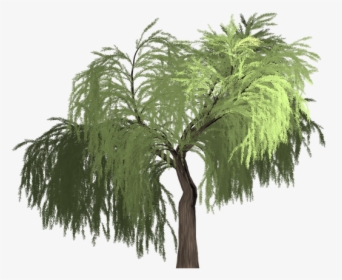 Willow, Tree, Green, Summer, Outdoor, Nature, Natural - Roystonea, HD Png Download, Free Download