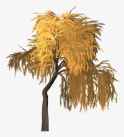 Willow, Tree, Orange, Yellow, Summer, Outdoor, Nature - Portable Network Graphics, HD Png Download, Free Download