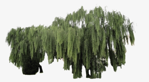 Weeping Willow Plant Cut-out By Simbores - Transparent Background Willow Tree Png, Png Download, Free Download