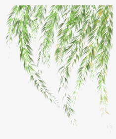 Transparent Willow Tree Clipart - Leaves Of Grass Png, Png Download, Free Download