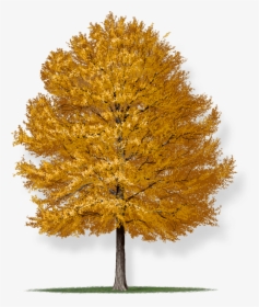 Quercus Phellos Willow Oak, HD Png Download, Free Download