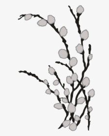 Pussy Willows Images Black And White, HD Png Download, Free Download