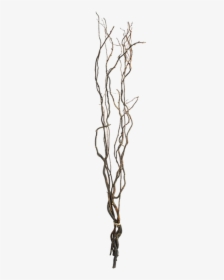 Transparent Willow Png - Curly Willow Branches Transparent, Png Download, Free Download