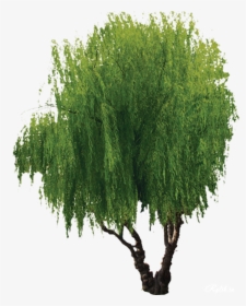 Transparent Willow Tree Clipart - Tree, HD Png Download, Free Download