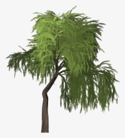 Willow Tree Green - Portable Network Graphics, HD Png Download, Free Download