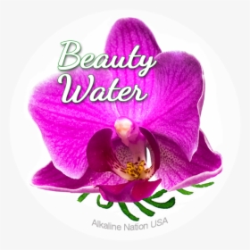 Benefits Of Kangen Water - Moth Orchid, HD Png Download, Free Download