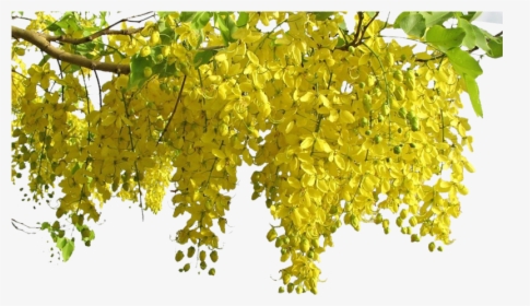 Happy Vishu Png Images Free Transparent Happy Vishu Download Kindpng happy vishu png images free