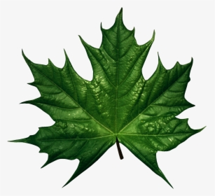 Clipart Leaves Single Green Leave - Green Maple Leaf Clip Art, HD Png Download, Free Download