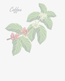 Coffee Flower Vector, HD Png Download, Free Download