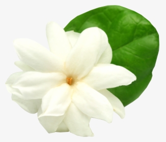Gardenia Flowers Png Free Image Download - Jasmine Flower Transparent Png, Png Download, Free Download