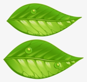 Green Leaf Leaf Illustration, HD Png Download, Free Download
